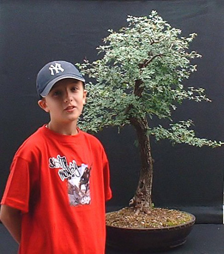 hawthorn bonsai